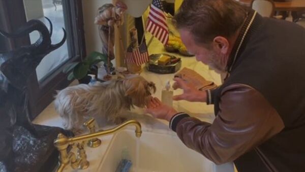 Арнольд Шварценеггер показывает собачке, как мыть руки - Sputnik Արմենիա