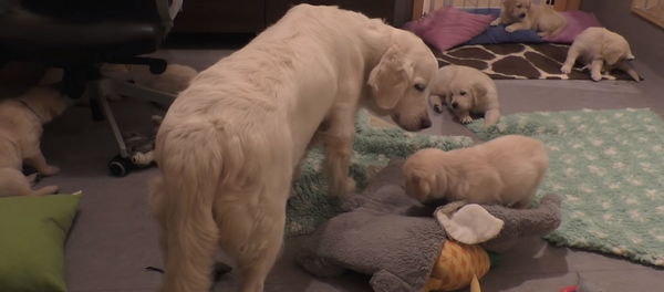 Собака за секунду успокоила семерых буйных щенков и удивила соцсети – видео - Sputnik Армения