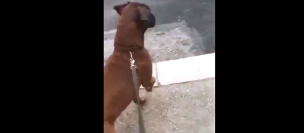 Выгул собак в Италии как повод выйти на улицу Выгул собак в Италии как повод выйти на улицу - Sputnik Армения