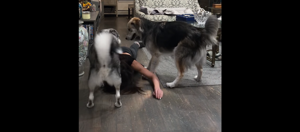 Хозяйка упала в обморок, чтобы проверить реакцию своих собак – видео - Sputnik Армения