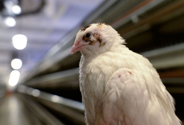 Стреляй, как девчонка, или Когда женщина охотится не за сердцами, а за зверями - Sputnik Армения