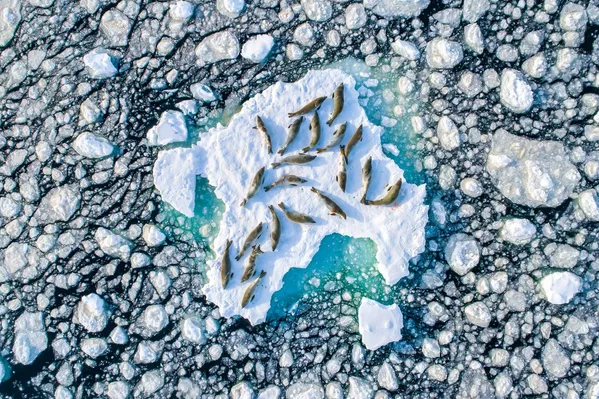 Снимок Above the Crabeater Seals фотографа Florian Ledoux, ставший победителем конкурса Nature TTL Photographer of the Year 2020 Снимок Above the Crabeater Seals фотографа Florian Ledoux, ставший победителем конкурса Nature TTL Photographer of the Year 2020 - Sputnik Армения
