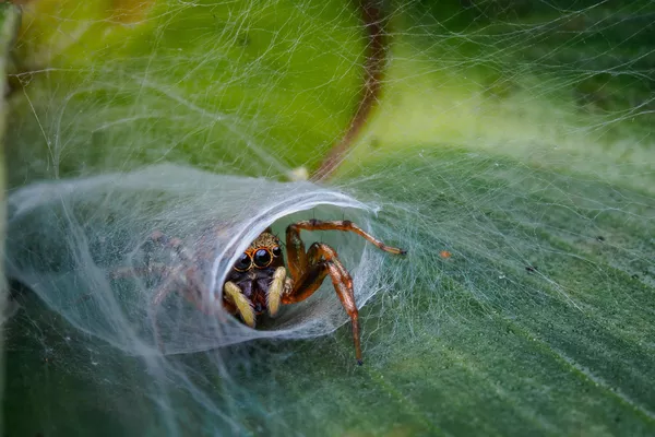 Снимок Home Sweet Home фотографа Jesslyn Saw, высоко оцененный в категории Macro конкурса Nature TTL Photographer of the Year 2020