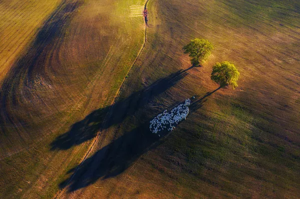 Снимок Shadow Game фотографа Marek Biegalski, победивший в категории Landscape конкурса Nature TTL Photographer of the Year 2020 Снимок Shadow Game фотографа Marek Biegalski, победивший в категории Landscape конкурса Nature TTL Photographer of the Year 2020 - Sputnik Армения