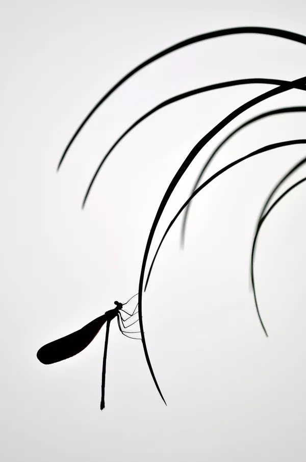 Снимок Chinese Painting фотографа Minghui Yuan, победивший в категории Macro конкурса Nature TTL Photographer of the Year 2020 Снимок Chinese Painting фотографа Minghui Yuan, победивший в категории Macro конкурса Nature TTL Photographer of the Year 2020 - Sputnik Армения