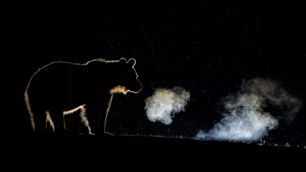 Снимок Breathing фотографа Bence Máté, высоко оцененный в категории Wildlife конкурса Nature TTL Photographer of the Year 2020 Снимок Breathing фотографа Bence Máté, высоко оцененный в категории Wildlife конкурса Nature TTL Photographer of the Year 2020 - Sputnik Армения