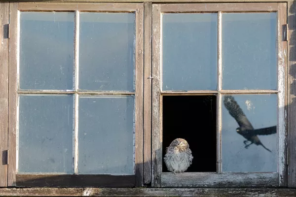 Снимок Startled Owl фотографа Paul Holman, занявший второе место в категории Wildlife конкурса Nature TTL Photographer of the Year 2020 Снимок Startled Owl фотографа Paul Holman, занявший второе место в категории Wildlife конкурса Nature TTL Photographer of the Year 2020 - Sputnik Армения