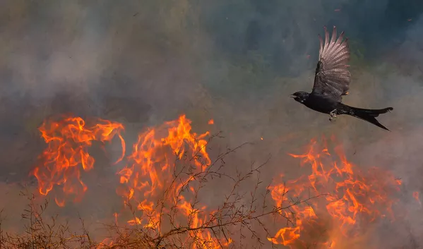 Снимок Pheonix фотографа Saptarshi Gayen, победивший в категории Under 16 конкурса Nature TTL Photographer of the Year 2020 Снимок Pheonix фотографа Saptarshi Gayen, победивший в категории Under 16 конкурса Nature TTL Photographer of the Year 2020 - Sputnik Армения