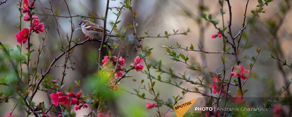 Воробей на цветущем кусте весной - Sputnik Армения