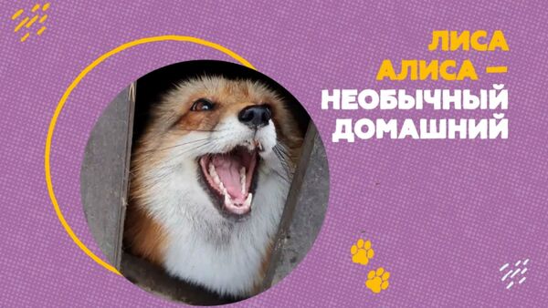 В Подмосковье ручная лиса Алиса живёт с собаками - Sputnik Армения