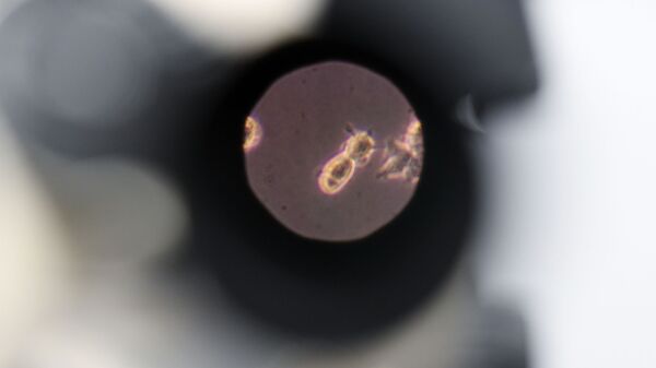 Образец биоматерилала под микроскопом  - Sputnik Արմենիա