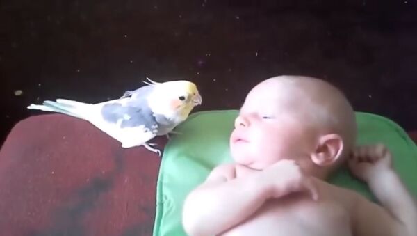 Попугай поет специально для младенца - Sputnik Армения