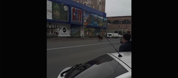 Лошадка на улицах Еревана - Sputnik Армения