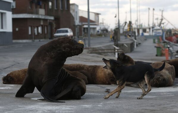 Бездомная собака и морской лев на одной из улиц неподалеку от морского порта в Мар-дель-Плате, Аргентина - Sputnik Армения