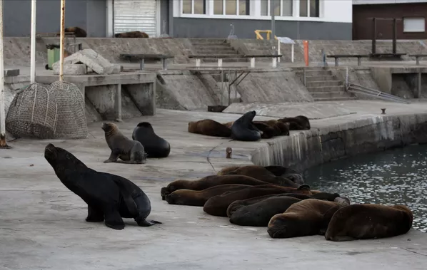 Морские львы на одной из улиц неподалеку от морского порта в Мар-дель-Плате, Аргентина Морские львы на одной из улиц неподалеку от морского порта в Мар-дель-Плате, Аргентина - Sputnik Армения
