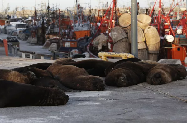 Морские львы отдыхают на одной из улиц неподалеку от морского порта в Мар-дель-Плате, Аргентина Морские львы отдыхают на одной из улиц неподалеку от морского порта в Мар-дель-Плате, Аргентина - Sputnik Армения
