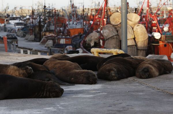 Морские львы отдыхают на одной из улиц неподалеку от морского порта в Мар-дель-Плате, Аргентина - Sputnik Армения