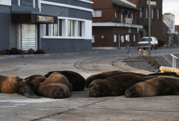 Морские львы во время отдыха на одной из улиц неподалеку от морского порта в Мар-дель-Плате, Аргентина - Sputnik Армения