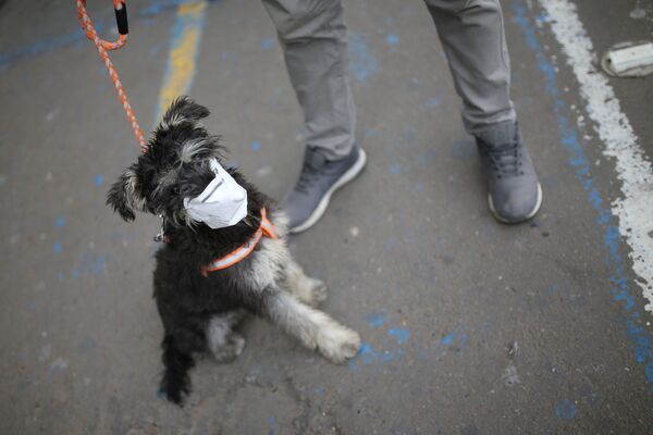 Собака в маске в Колумбии  - Sputnik Армения