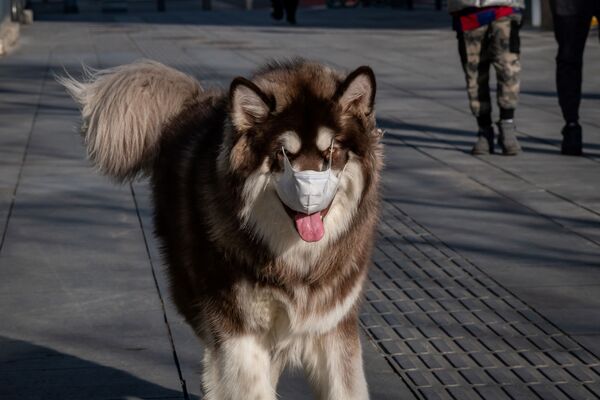 Собака в маске в Пекине - Sputnik Армения