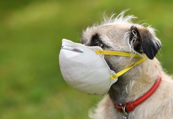 Собака в маске в Лос-Анджелесе - Sputnik Армения