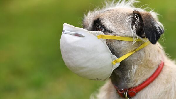 Собака в маске в Лос-Анджелесе - Sputnik Армения