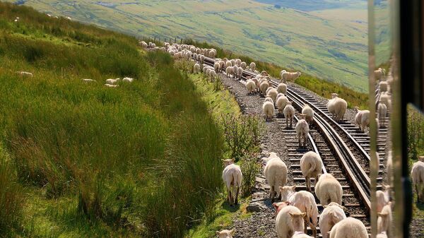 Овцы на железной дороге - Sputnik Армения