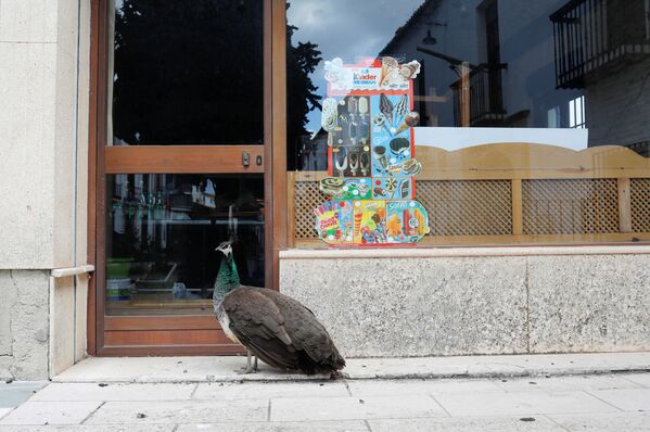 Павлин у двери закрытого на карантин бара в Ронде, Испания - Sputnik Армения