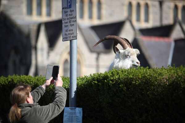 Կինը լուսանկարում է վայրի այծին Լլանդիդնո փողոցում (2020 թվականի մարտի 31-ին)․ Ուելս, Մեծ Բրիտանիա - Sputnik Արմենիա