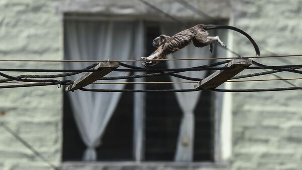 Гранчакский прыгун в Колумбии  - Sputnik Армения