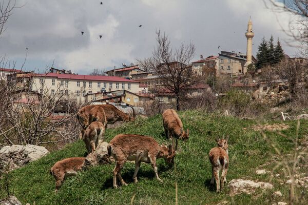 Լեռնային այծերն արազում են Թունջելի գավառի Cemi Gezek քաղաքի կենտրոնում, (2020 թվականի ապրիլի 7), Թուրքիա - Sputnik Արմենիա