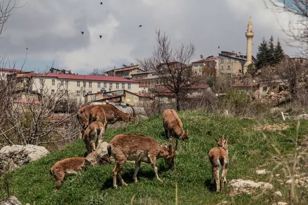 Горные козлы в центра города Cemi Gezek в Турции Горные козлы в центра города Cemi Gezek в Турции - Sputnik Армения