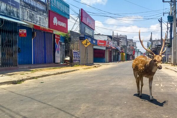 Дикий олень в портовом городе Трикомали, Шри-Ланка  - Sputnik Армения