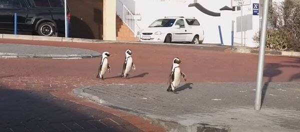 Пингвины прогуливаются по улице Кейптауна во время карантина Covid-19 Пингвины прогуливаются по улице Кейптауна во время карантина Covid-19 - Sputnik Армения