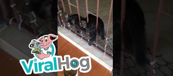 Помощь настоящего друга Помощь настоящего друга - Sputnik Армения