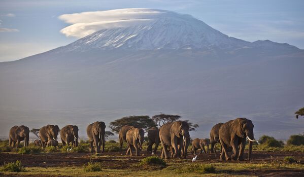 Стадо слонов на фоне горы Килиманджаро, Кения - Sputnik Армения
