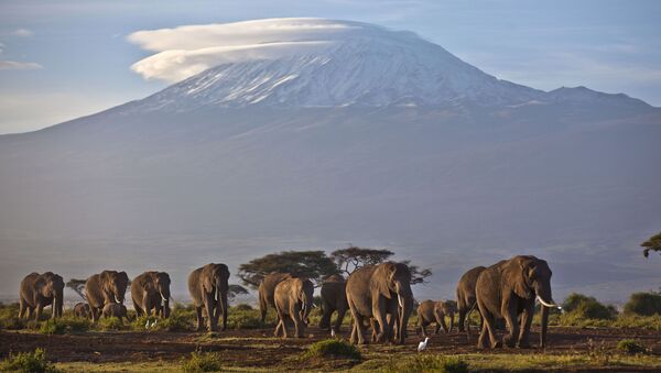 Стадо слонов на фоне горы Килиманджаро, Кения - Sputnik Армения