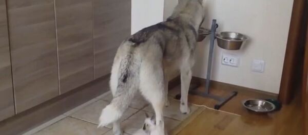 Хаски со стальными нервами - Sputnik Армения