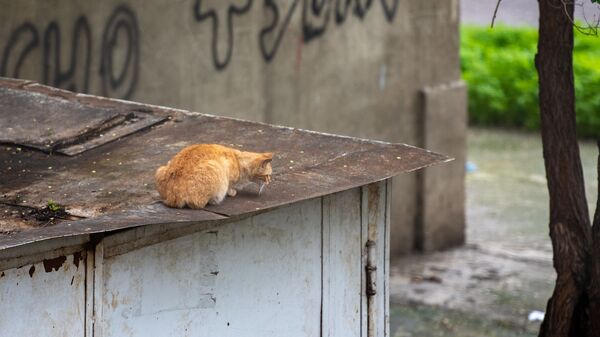 Արխիվային լուսանկար - Sputnik Արմենիա