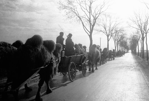 Колонна с верблюдами на подступах к Берлину, 1945 год - Sputnik Армения