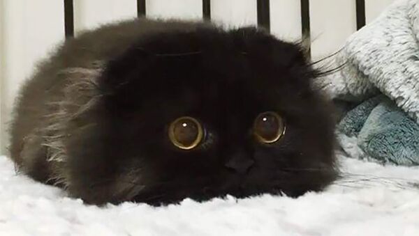 Черный кот Гимо - Sputnik Արմենիա