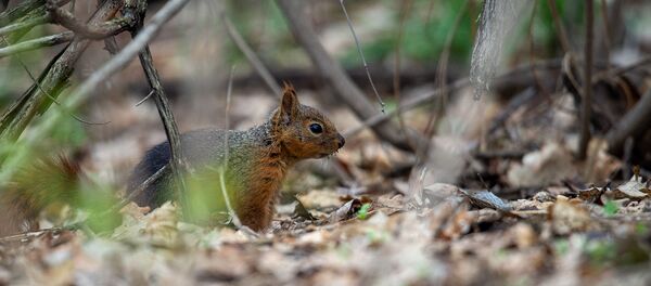 Белка - Sputnik Արմենիա
