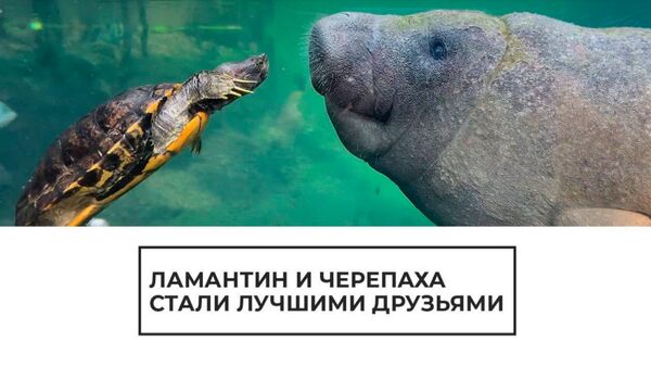 Ламантин и черепаха стали лучшими друзьями - Sputnik Армения