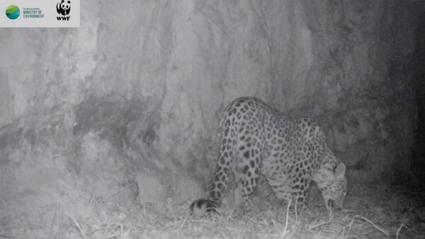 По следам леопарда: почему 85-й факт Пашиняна в Енокаване называют мистером Арманом - Sputnik Армения