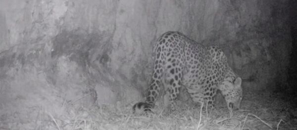 Леопард в Енокаване - Sputnik Армения