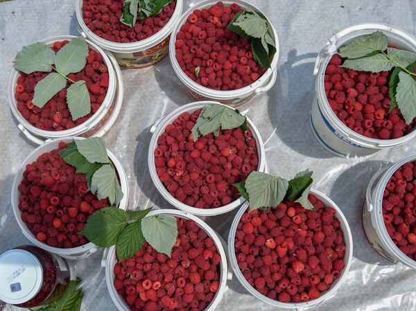 Что происходит с организмом, когда мы едим малину? - Sputnik Армения