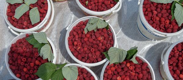 Фестиваль Горной малины Фестиваль Горной малины - Sputnik Армения