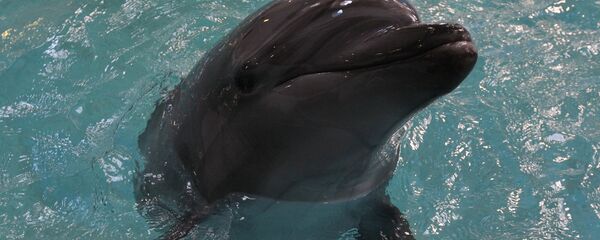 Дельфин Дельфин - Sputnik Армения