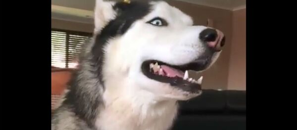 Такое могут делать только сибирские хаски - Sputnik Армения