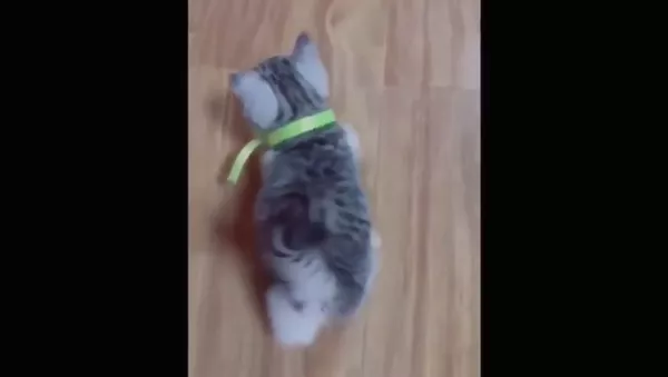 Котенок на беговой дорожке